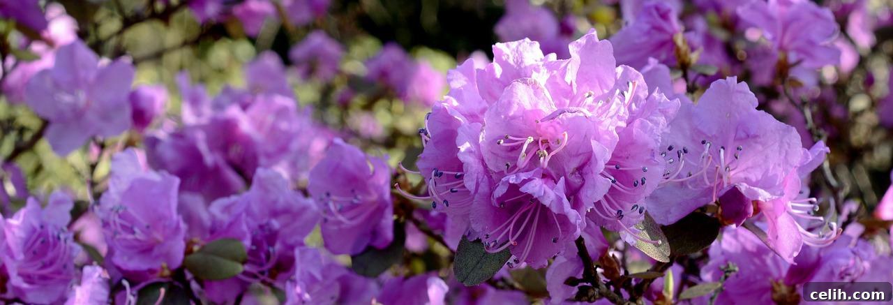 Best places to see rhododendrons in the UK