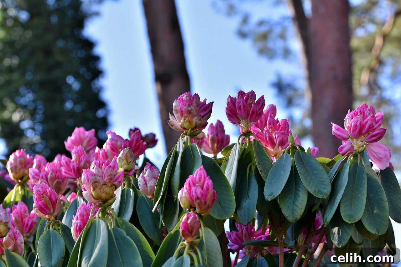 Gorgeous display of rhododendron flowers
