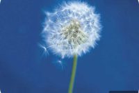 Ella Doran Whimsical Dandelion Table Mats