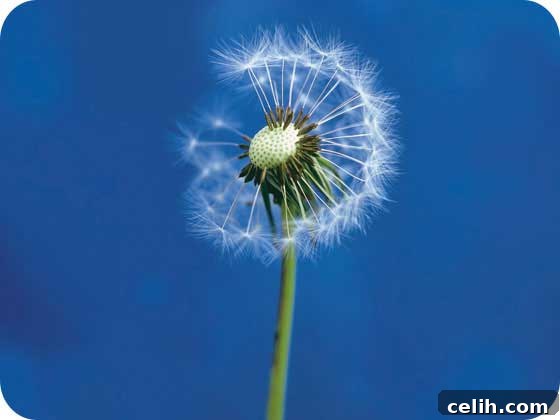 Ella Doran Dandelion Table Mat - Seedhead Transformation