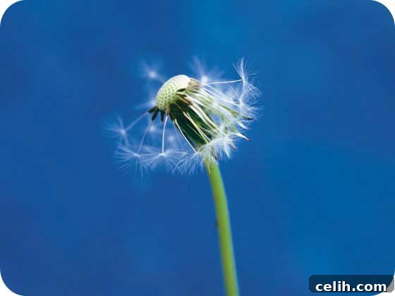 Ella Doran Dandelion Table Mat - Seeds Drifting Away