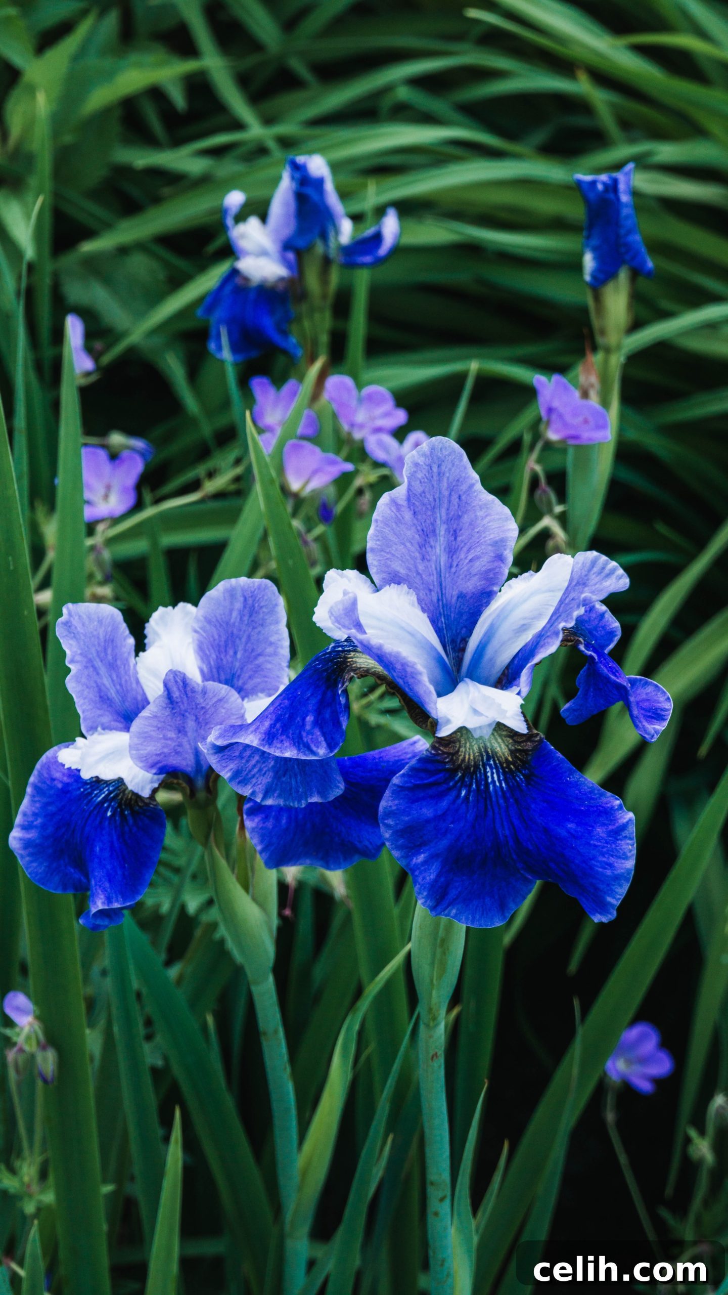 Conquer Garden Weeds Transform Your Flower Bed Into a Pristine Oasis 4 Gorgeous blue and purple irises are a good flower to have in a night garden