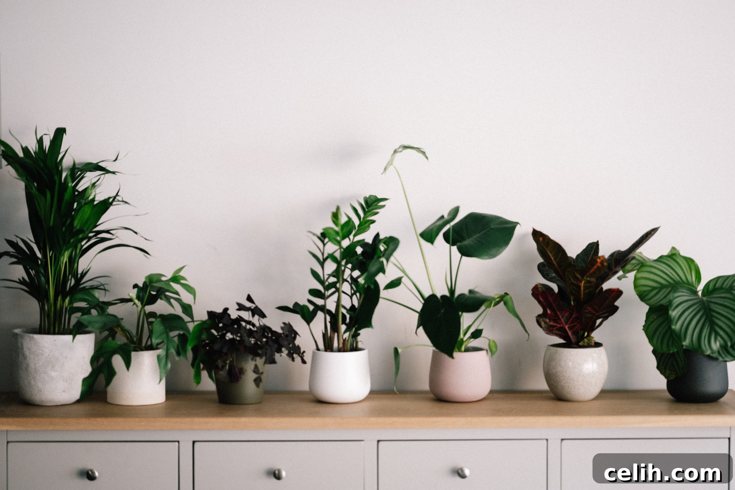 House plants look great displayed on a shelf
