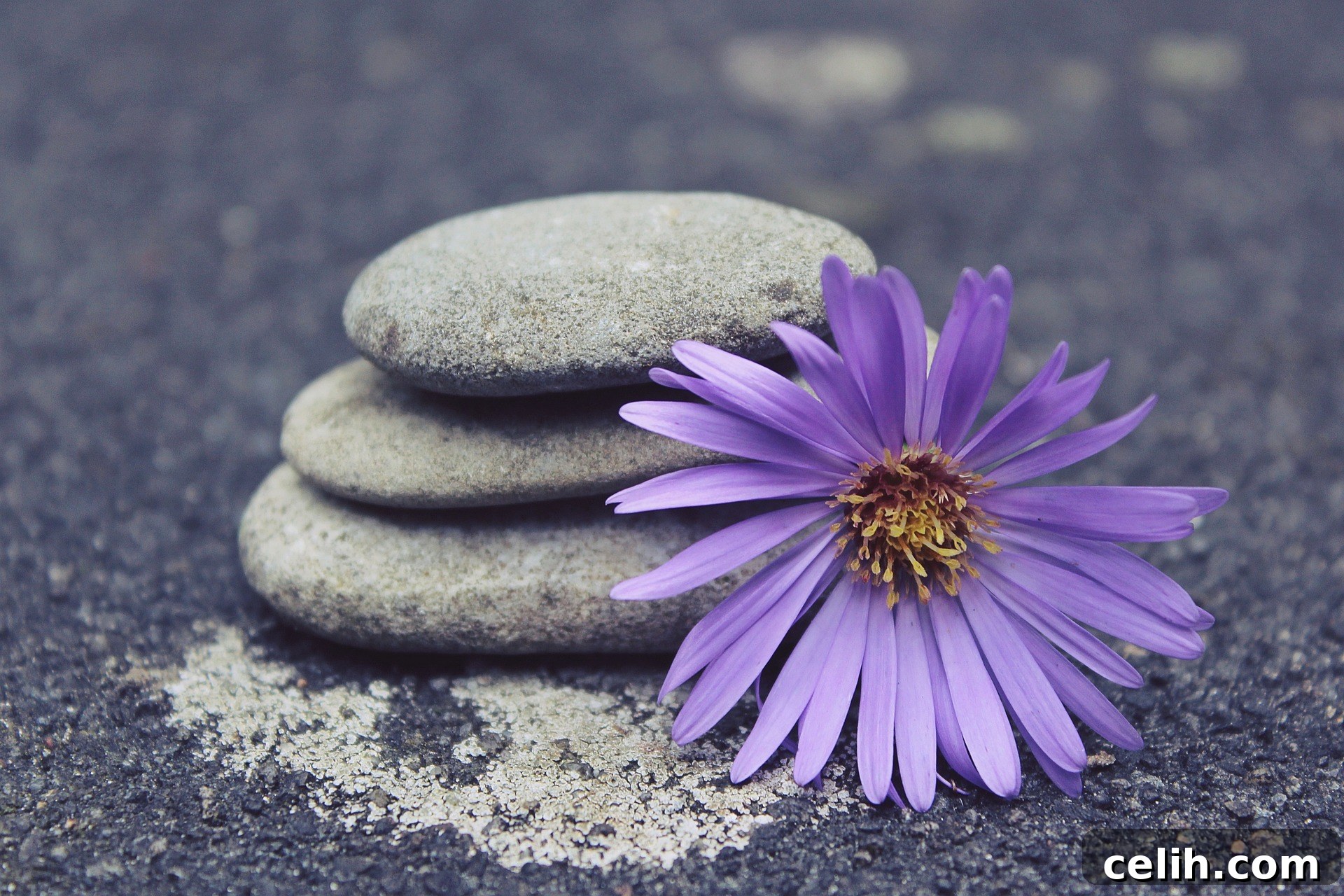 Zen garden trends 2023