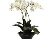 Daily Special: Lifelike Orchid Decor