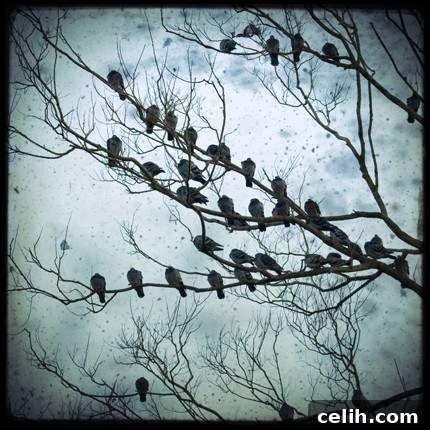 Angie Muldowney's 'Roost' photograph, an evocative image for contemporary interiors