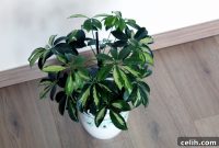 Master Umbrella Plant Care for Lush Healthy Growth