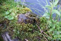 Build a Mini Pond to Attract Wildlife