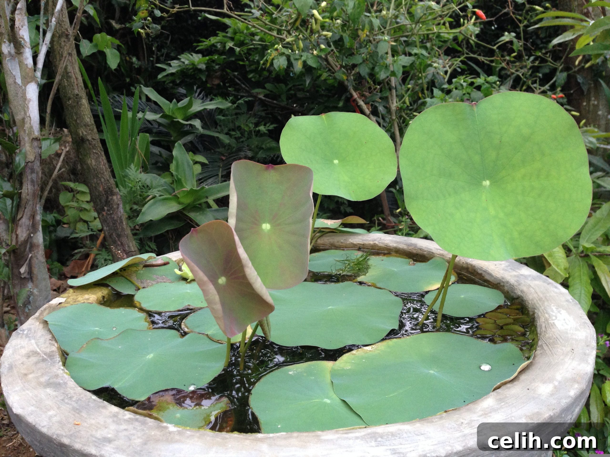 Build a Mini Pond to Attract Wildlife 2 img 181609 1 scaled