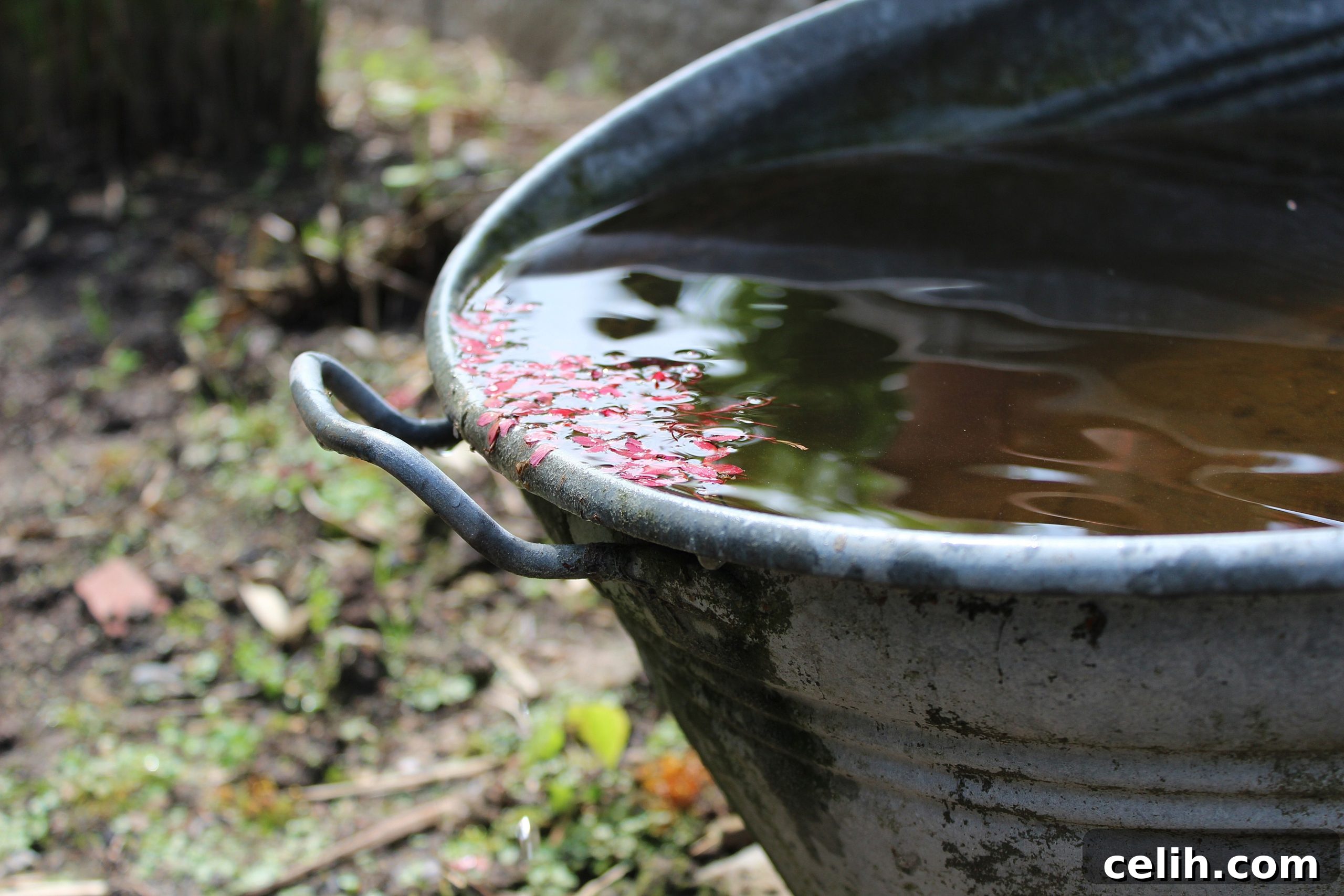 Build a Mini Pond to Attract Wildlife 4 img 181609 3 scaled