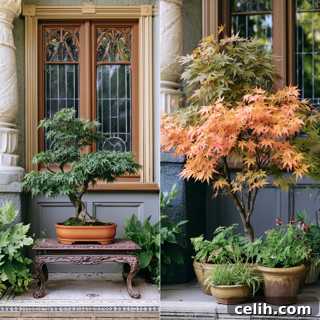 How Big Do Bonsai Trees Get? Size Guide for Beginners 3 Japanese acer maple bonsai