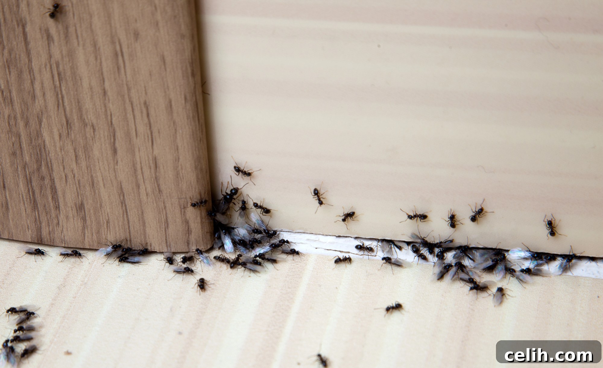 How to get rid of pests in your home, like ants